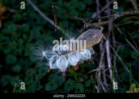 L'asclépias syriaca (asclépias syriaca) est connu comme fleur de papillon, Banque D'Images