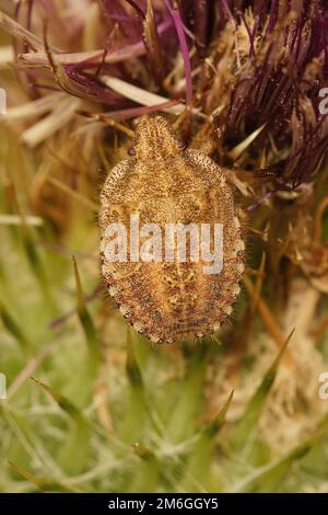 Un gros plan vertical naturel sur une coccinelle nymphe ou une coccinelle, Dolycoris baccarum , assis dans le vegtation Banque D'Images