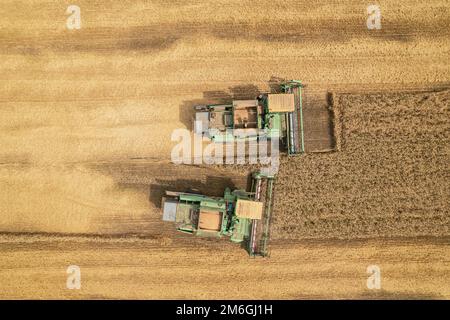 Récolte de la moissonneuse-batteuse : vue aérienne de la machine agricole collectant du blé mûr doré dans le camion. Banque D'Images