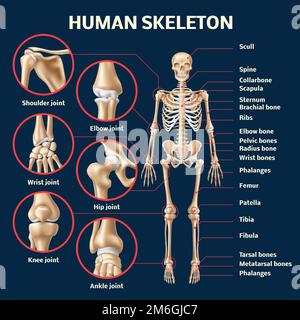 Infographie réaliste sur le squelette humain. 3d vue avant de la structure du corps masculin, affiche médicale pédagogique sur l'anatomie, différents noms d'os et d'articulations, 3d Illustration de Vecteur