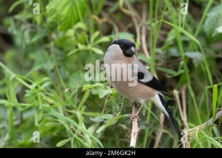 La femelle eurasienne bullfinch, bullfinch commun ou bullfinch (Pyrrhula pyrrhula) Banque D'Images