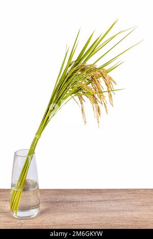 Épis de riz dans vase en verre isolé Banque D'Images