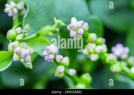 Basella alba, fleurs roses en gros plan Banque D'Images