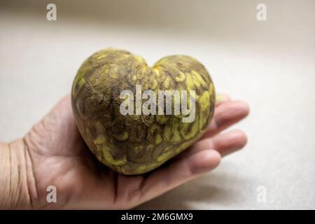 Le chérimoya (Annona cherimola). Banque D'Images