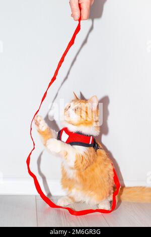 Le chat rouge dans un harnais de marche se tient sur ses pattes arrière et joue avec la laisse. Un dispositif pour la marche en toute sécurité des animaux. Banque D'Images