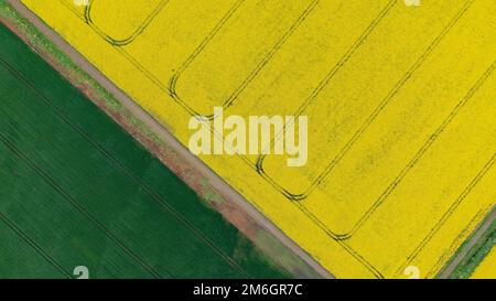 Vue aérienne de drone du champ de repèseed en forme de repe jaune à fleurs, vue d'en haut. Photo minimaliste. Banque D'Images