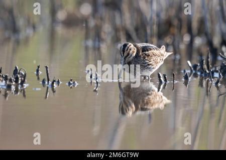 Jack Snipe (Lymnocryptes minimus) rare waders. Banque D'Images