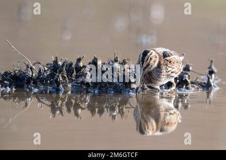 Jack Snipe (Lymnocryptes minimus) rare waders. Banque D'Images