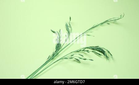 Une branche d'herbe sèche sur un fond vert en diagonale, platlay Banque D'Images