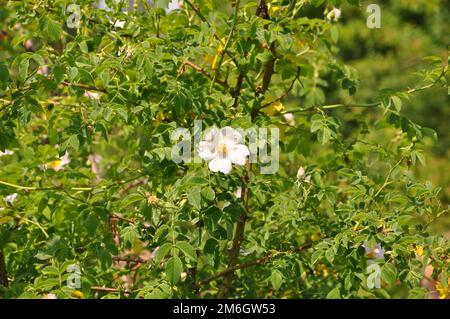 Rose blanche sauvage qui fleurit sur la brousse dans la forêt en été ensoleillé, foyer sélectif Banque D'Images