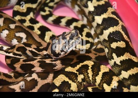 Le python du tapis de Cheyney (Morelia Spilota Cheynei) dans un terrarium Banque D'Images