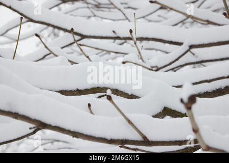 Branches d'arbres d'hiver sans folliage sous la neige dans le parc. Banque D'Images