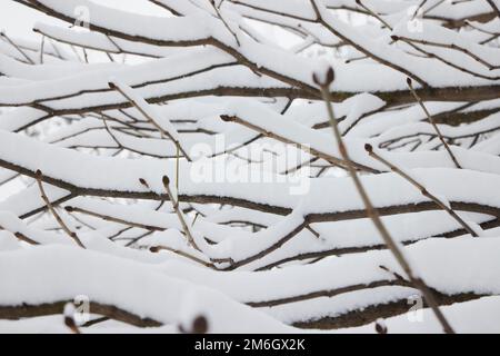 Branches d'arbre d'hiver sans folliage sous la neige. Banque D'Images