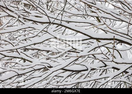 Branches d'arbres d'hiver couvertes de neige sans folliage dans la forêt. Banque D'Images