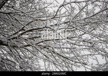 Branches d'arbres d'hiver sans folliage dans le parc. Banque D'Images