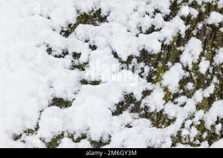 Tronc d'arbre et texture de la neige couchée dans les ondulations de l'écorce Banque D'Images