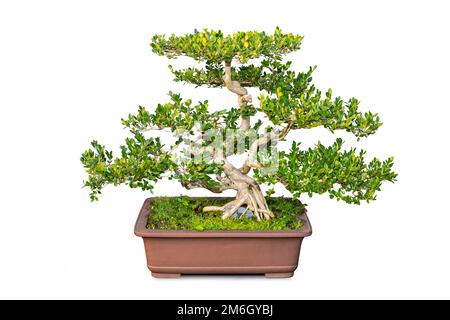 Bonsaï de boîte de litteleaf chinoise Banque D'Images