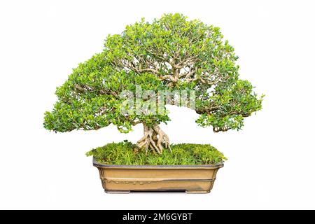 Bonsai de buis isolé Banque D'Images