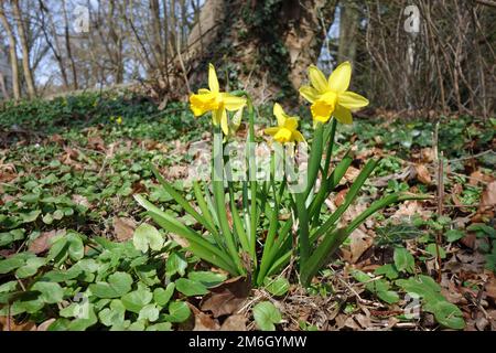 Jonquilles Banque D'Images