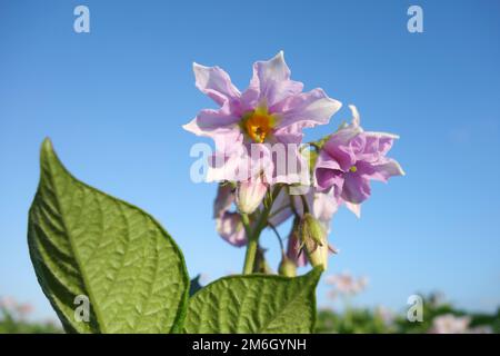 Fleur de pomme de terre Banque D'Images