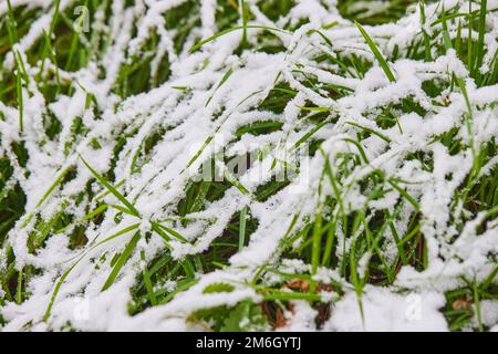 Herbe verte recouverte de la première porte-neige. Banque D'Images