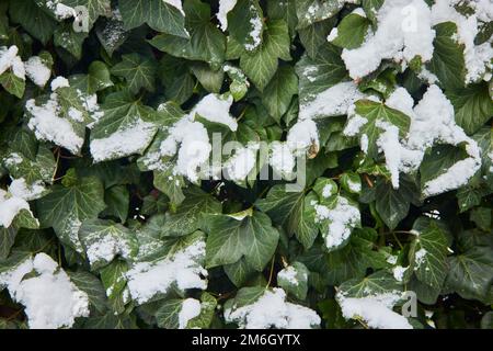 Brousse verte recouverte de neige. Neige sur les feuilles vertes. Première neige d'hiver. Banque D'Images