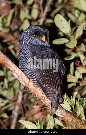 Hibou 'San Isidro' - intermédiaire de taxon non décrit entre le hibou à bandes noires (Strix huhuhuhuhula) et le hibou noir et blanc (Strix nigrolineata) Banque D'Images