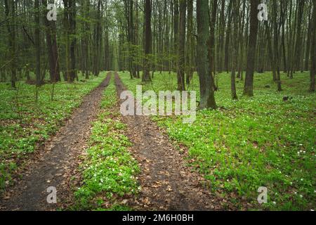 Une route de terre à travers la forêt de printemps Banque D'Images