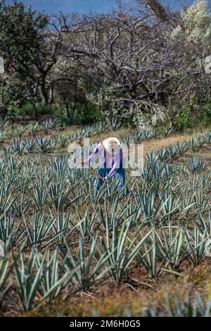 Travailleur dans le champ bleu d'agave à Tequila, Jalisco, Mexique Banque D'Images