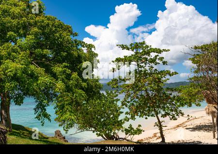 Palm Alley à l'océan Banque D'Images