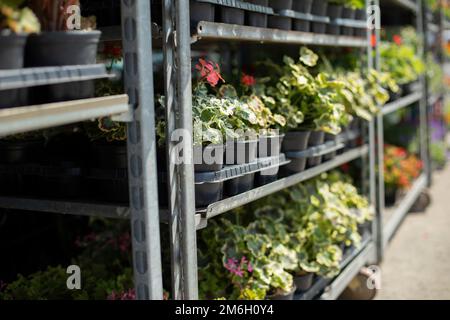 Fleurs en pots. Plantes dans le jardin. Pots sur étagères. Fleuriste. Banque D'Images