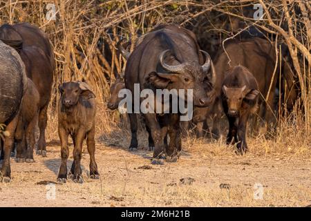 Buffle africain (Syncerus caffer), vaches et veaux dans la lumière du soir, Sud Luangwa, Zambie Banque D'Images