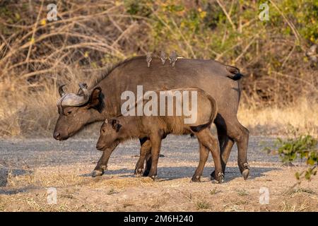 Buffle africain (Syncerus caffer), vache et veau, en défrichement forestier, en lumière du soir, rocaille à bec rouge (Buphagus erythrorhynchus), Luangwa Sud Banque D'Images