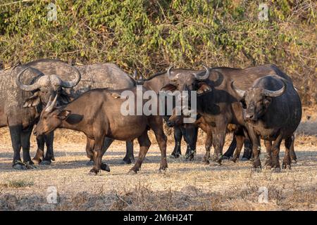 Buffle africain (Syncerus caffer), vaches avec veau, boeufs à bec rouge (Buphagus erythrorhynchus), en défrichement forestier, en lumière du soir, Sud Banque D'Images