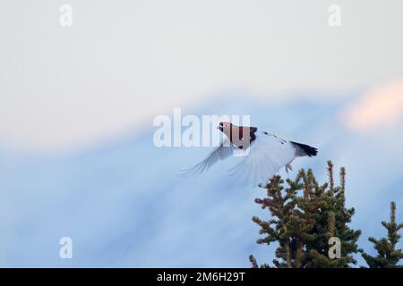 Tétras de saule (Lagopus lagopus alba) mâle, en vol, plumage homologue, transition du plumage d'hiver au plumage d'été, roses rouges distinctives, sillvid of Banque D'Images