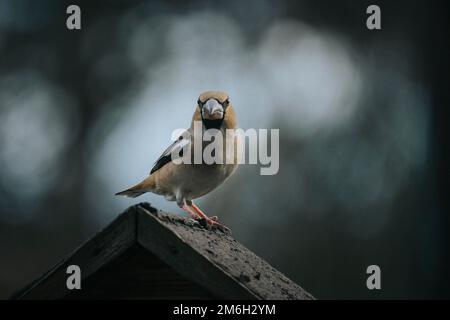 Hawfinch (Coccothrautes coccothrautes) sur une maison d'oiseaux, Ternitz, Basse-Autriche, Autriche Banque D'Images