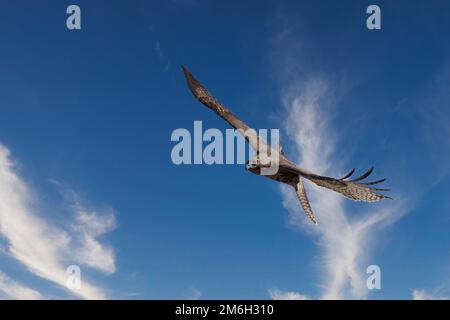 Un faucon à queue rouge juvénile en vol par une journée ensoleillée Banque D'Images