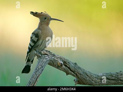 Hoopoe (Upupa epops) oiseau de l'année 2022, Réserve de biosphère de l'Elbe moyen, Saxe-Anhalt, Allemagne Banque D'Images