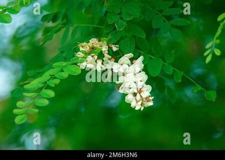 Criquet noir à fleurs (Robinia pseudoacacia), Hesse, Allemagne Banque D'Images
