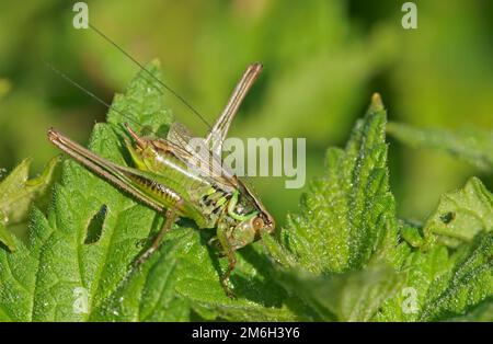 Roesel's Bite-cricket (Metrioptera roeselii), homme, Hesse, Allemagne Banque D'Images