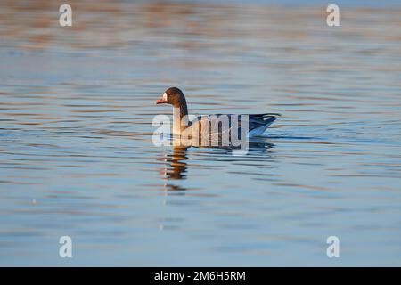 Grande oie à front blanc (Anser albifrons), OIE à front blanc, nageant dans l'eau, Reinheimer Teich, Hesse, Allemagne Banque D'Images