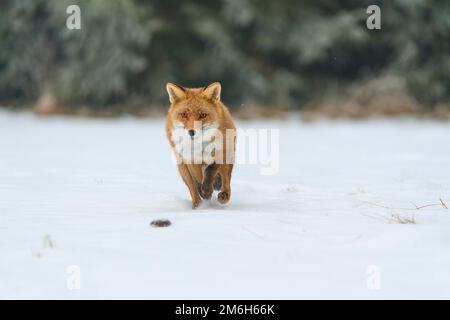 Renard roux (Vulpes vulpes), avec la souris sur un pré enneigé, en hiver Banque D'Images