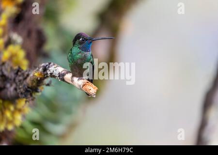 Talamanca Hummingbird (Eugenes spectabilis), homme, vit dans les hauts plateaux, Cordillera de Talamanca, Costa Rica Banque D'Images