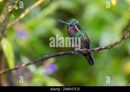 Nymphe à gorge pourpre (Lampornis calolaemus), homme, forêt tropicale de Monteverde, Costa Rica Banque D'Images