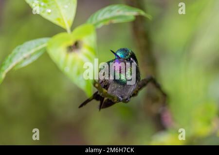 Nymphe à gorge pourpre (Lampornis calolaemus), homme, forêt tropicale de Monteverde, Costa Rica Banque D'Images