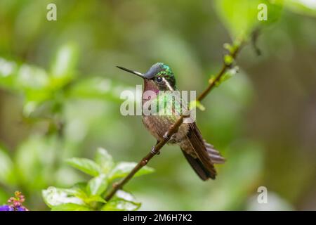 Nymphe à gorge pourpre (Lampornis calolaemus), homme, forêt tropicale de Monteverde, Costa Rica Banque D'Images