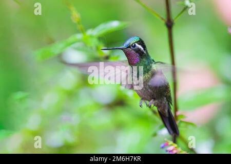 Nymphe à gorge pourpre (Lampornis calolaemus), homme, debout dans les airs, forêt tropicale de Monteverde, Costa Rica Banque D'Images