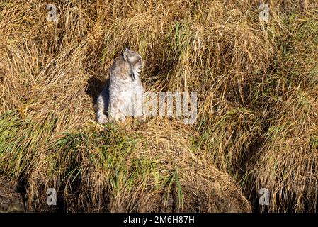 Lynx sauvage Manitoba Banque D'Images