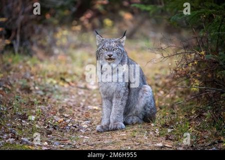 Lynx sauvage Manitoba Banque D'Images