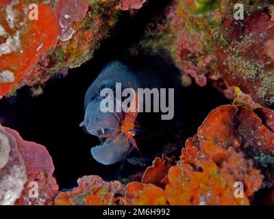 Moray méditerranéen (Muraena helena) au poste de nettoyage avec des crevettes plus propres de monaco (Lysmata seticaudata), Mer méditerranée, Cadaques, Costa Brava Banque D'Images